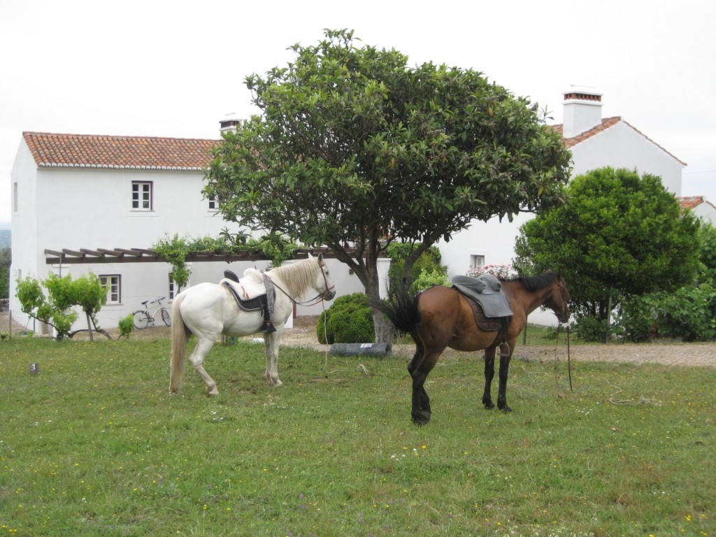 horses at Saimeira